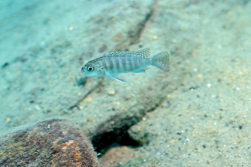 Cynotilapia sp. 'lion ntekete' Border